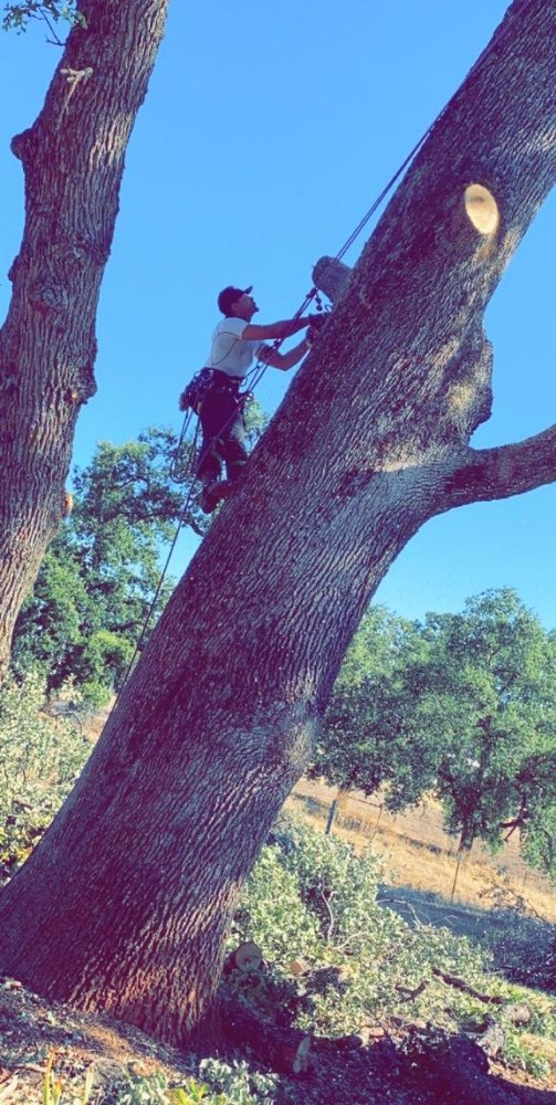 Tree Service Redding CA, Tree Trimming, Tree Removal Tree Pruning