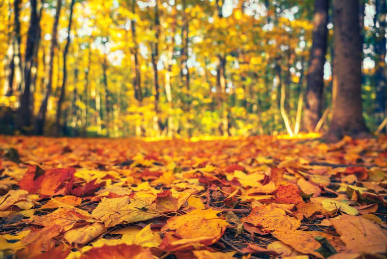 Enjoy the Idaho Fall Colors near Harrison Red Horse Mountain Ranch