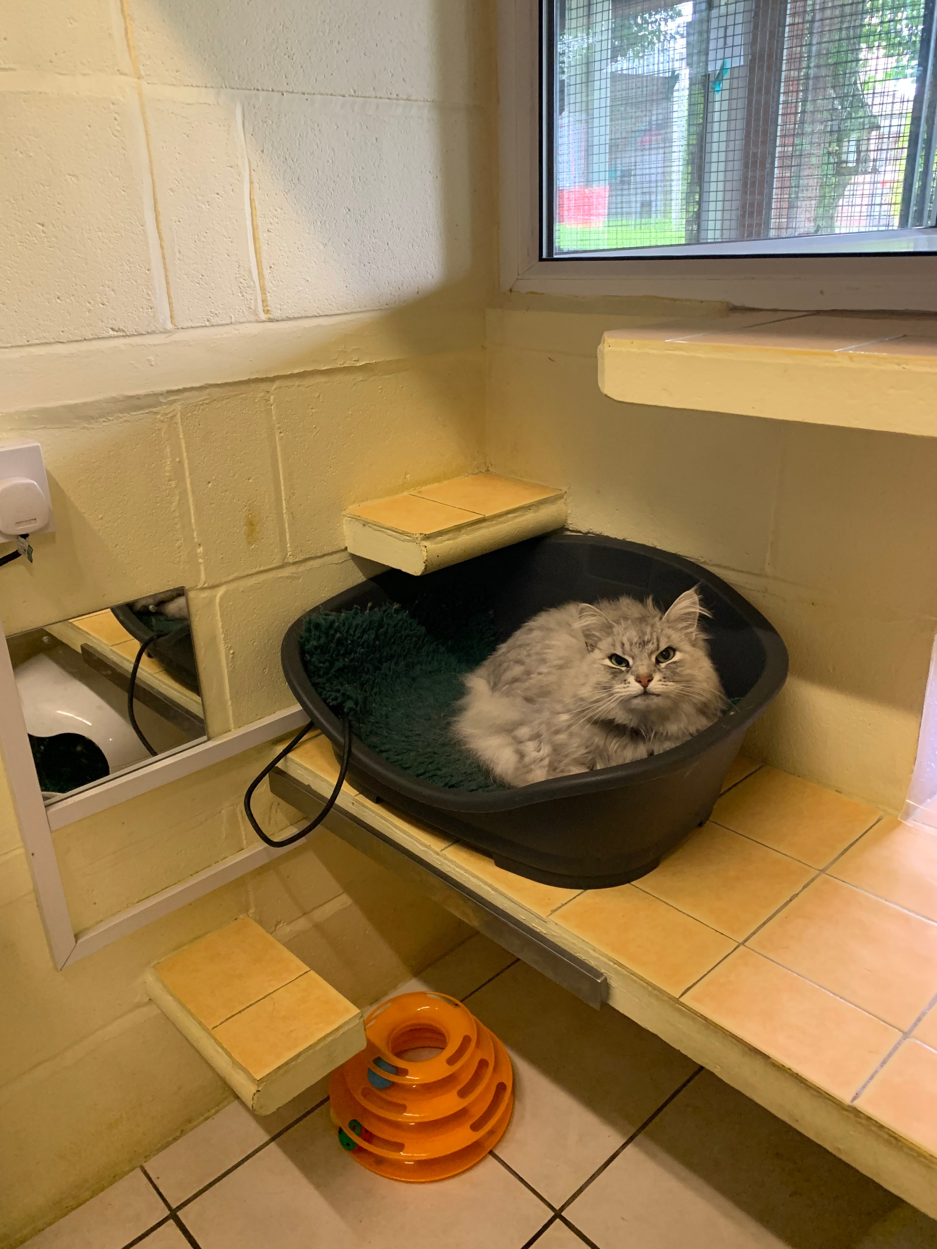 Cattery Purrfect Paradise Slide Show