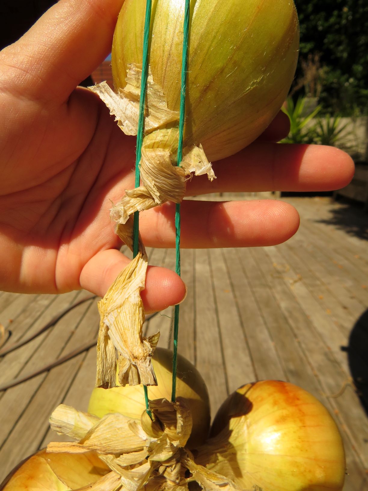 Onions Stringing for Storage Rediscover