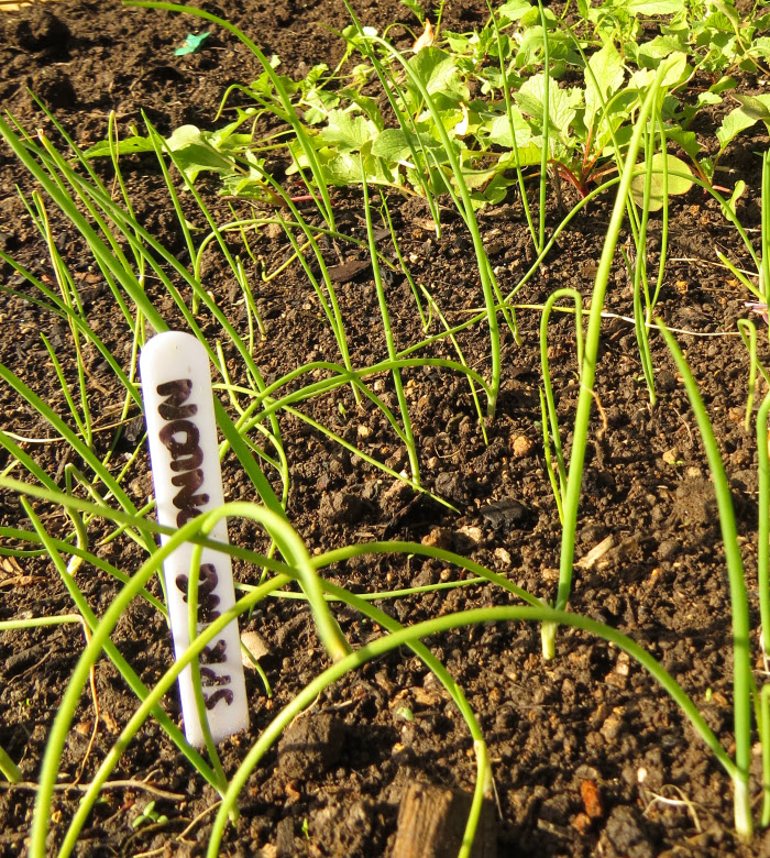 How to grow Spring Onions from Seed Rediscover