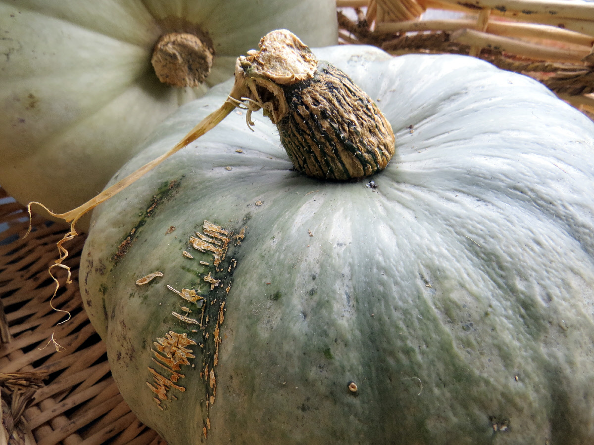 Roasted Pumpkin Seeds and Pumpkin Skin Crisps Rediscover