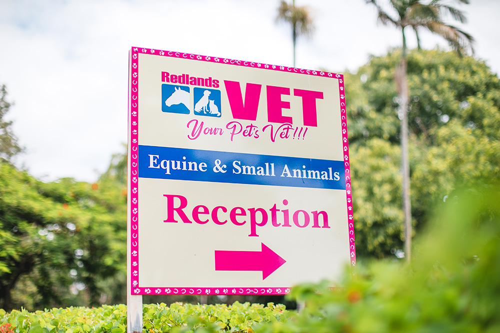 Redlands Vet Clinic Blue puppy Redlands Veterinary Clinic She is