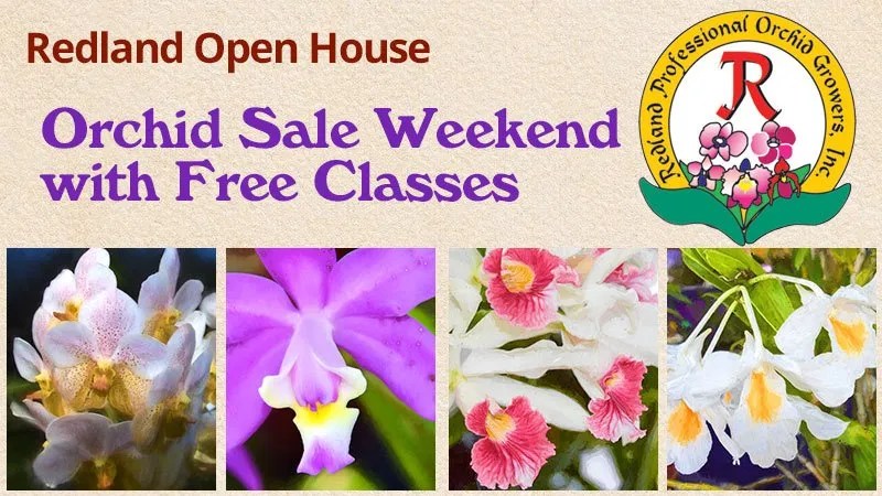 Redland Orchid Sale Weekend With Free Classes - Redland View