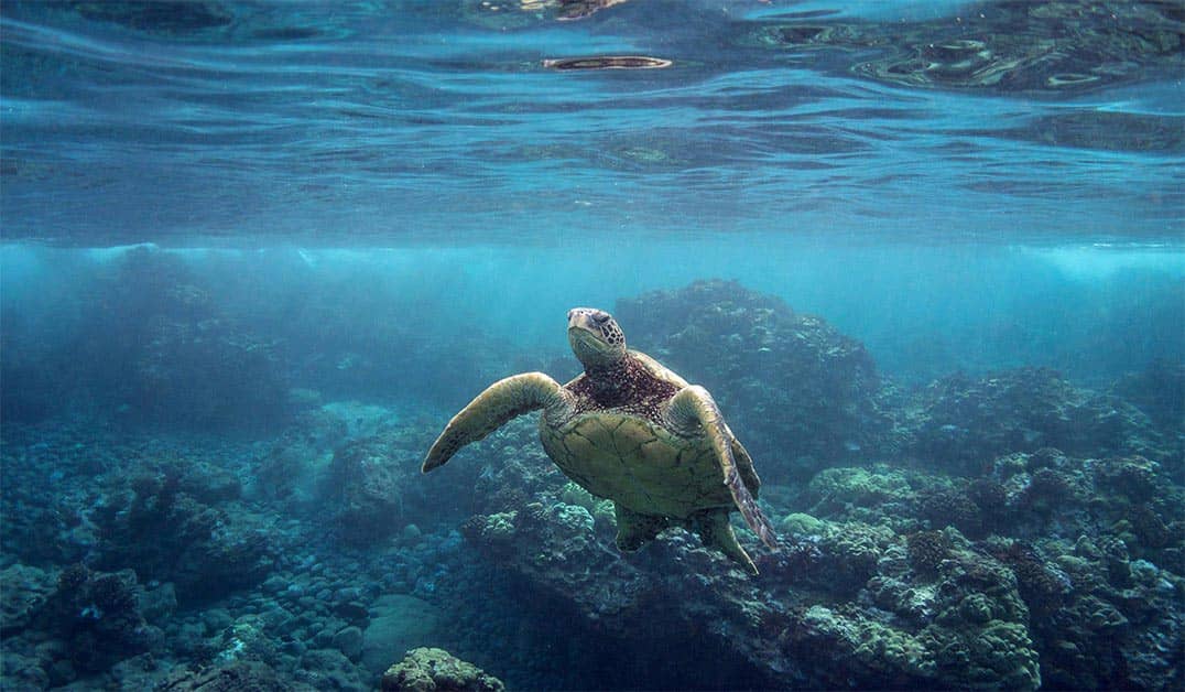 Turtle Town Maui Swim & Snorkel with Green Sea Turtles