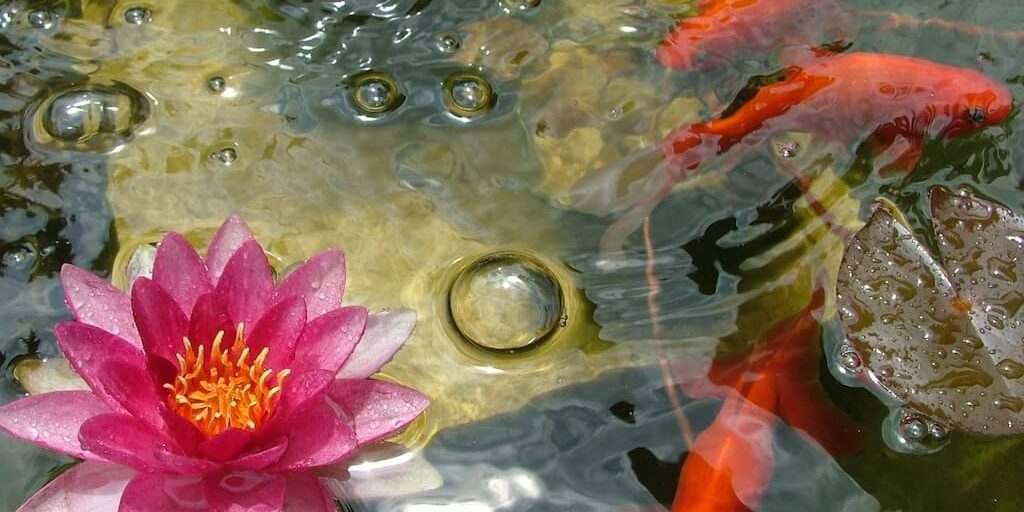 Fish for Wealth in Feng Shui Red Lotus Letter
