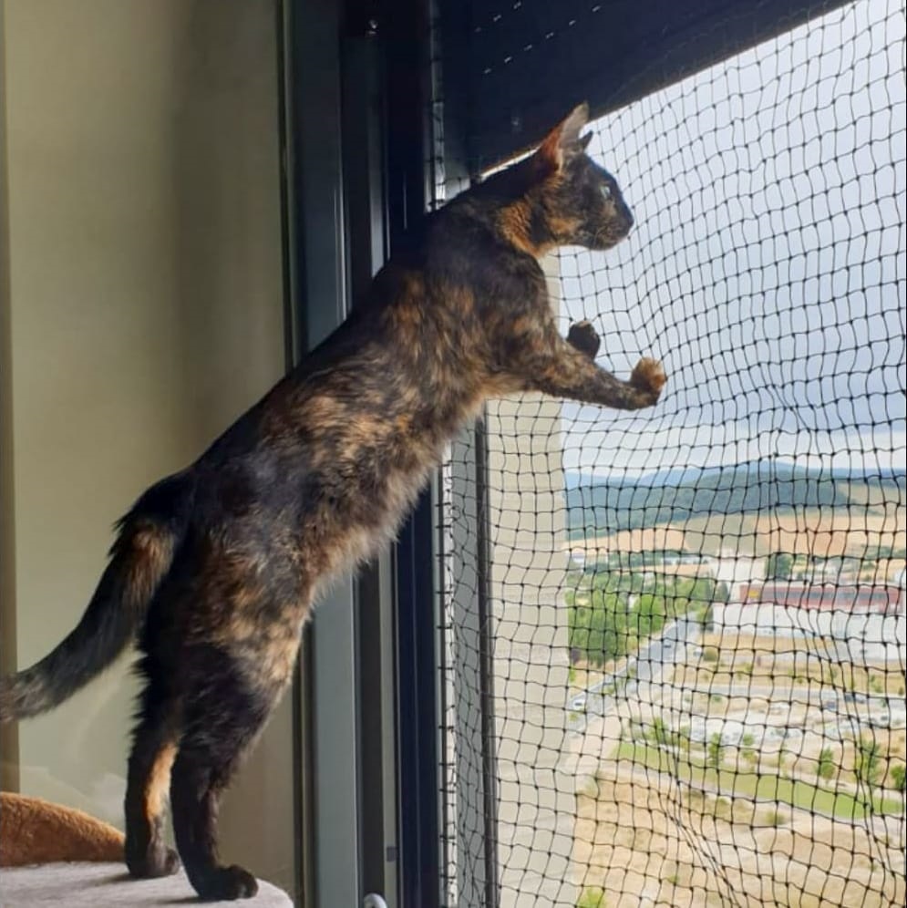 Red Noa Redes para Gatos Sin Obras