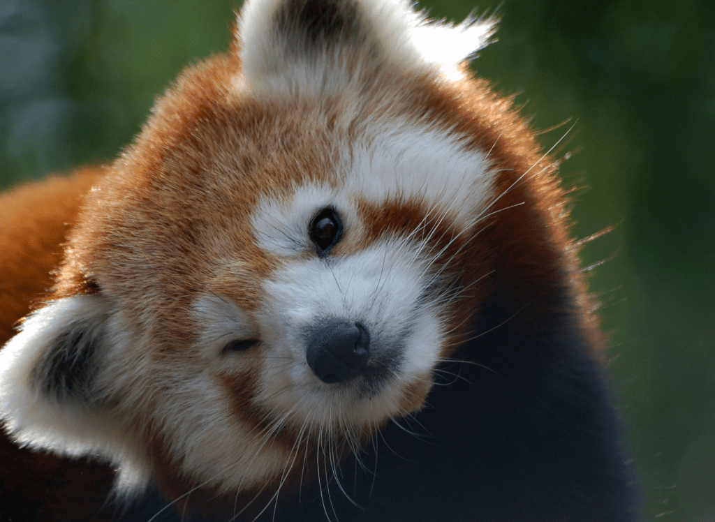 No Panda Pets! Red Panda Network