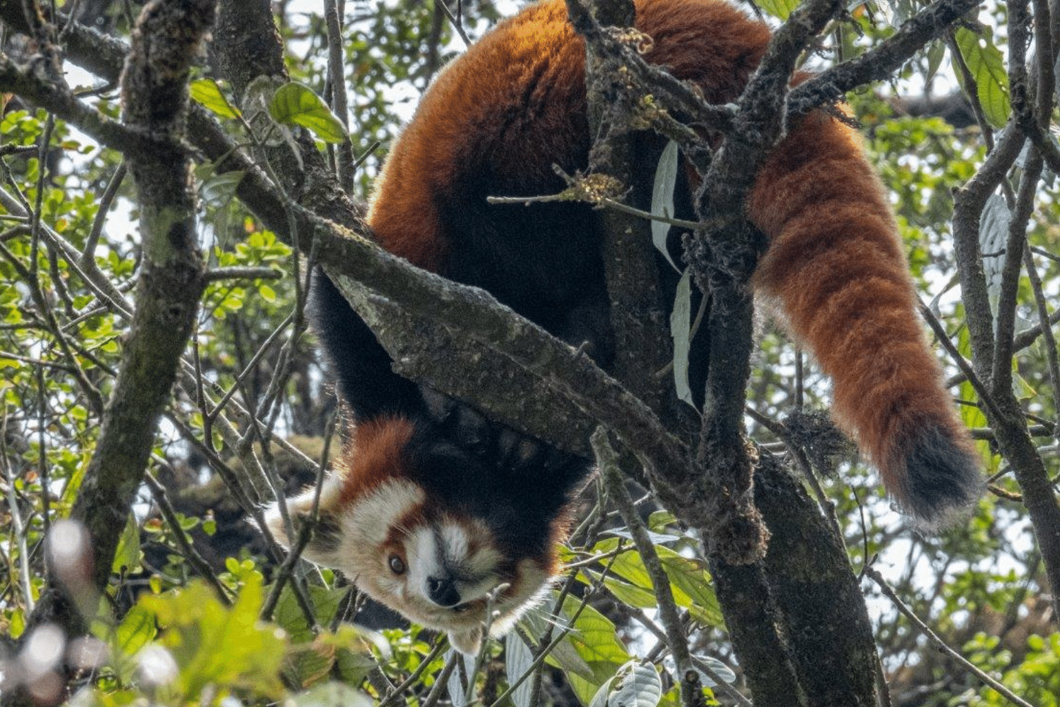 Guardians of the Red Panda Restoring Jaubari