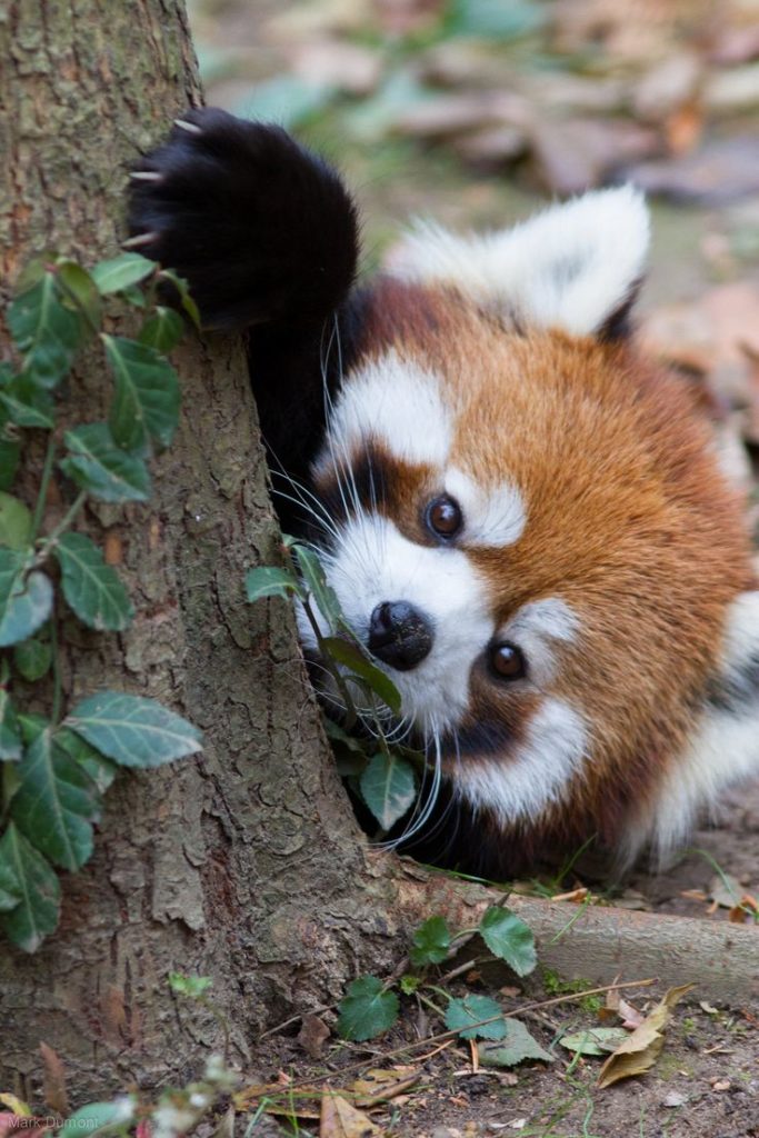 International Red Panda Day 2016 Red Panda Network