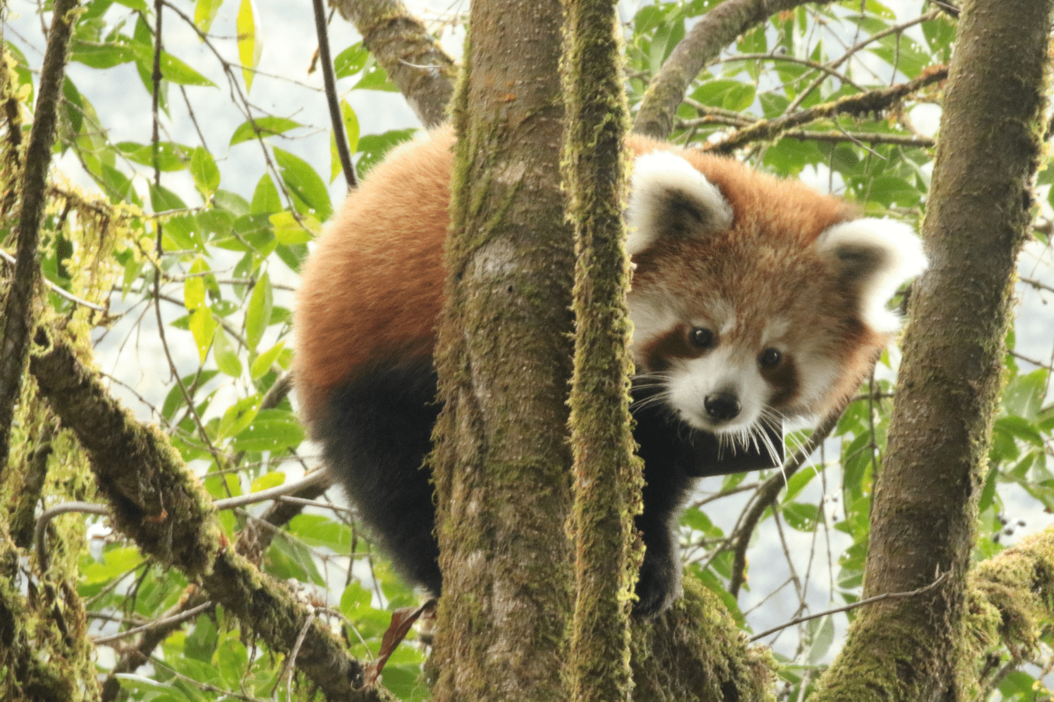 Press Release Evidence of Growing Red Panda Numbers in Nepal