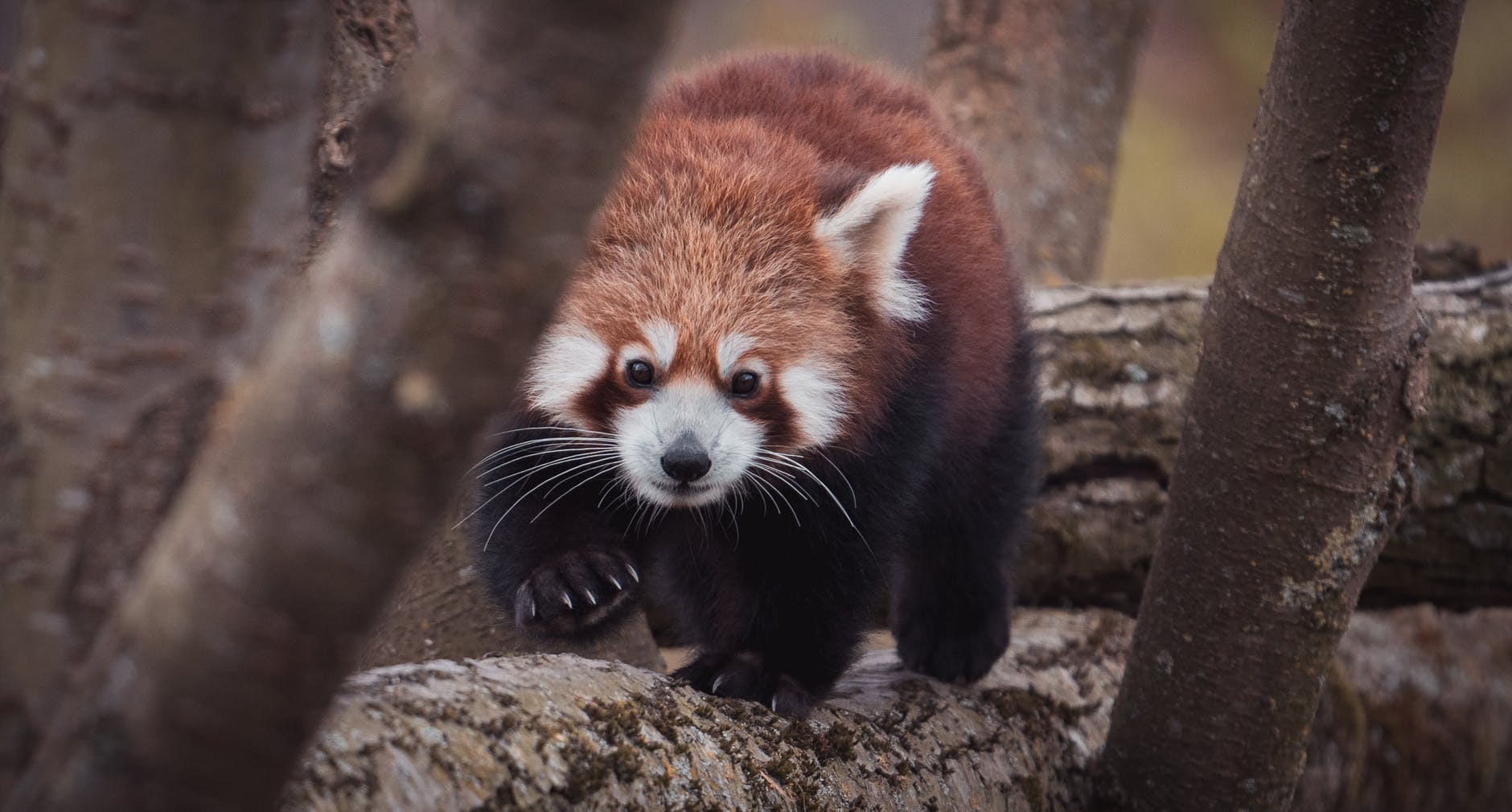 Animal encounters A Paradise for Red Panda fans? Red Pandazine