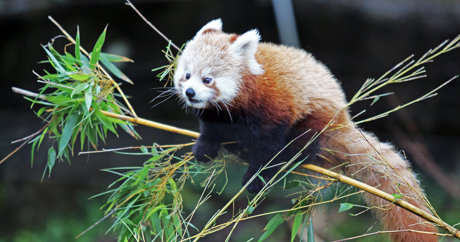 Red Panda twins at Belfast Zoo appeared for the first time Red Pandazine