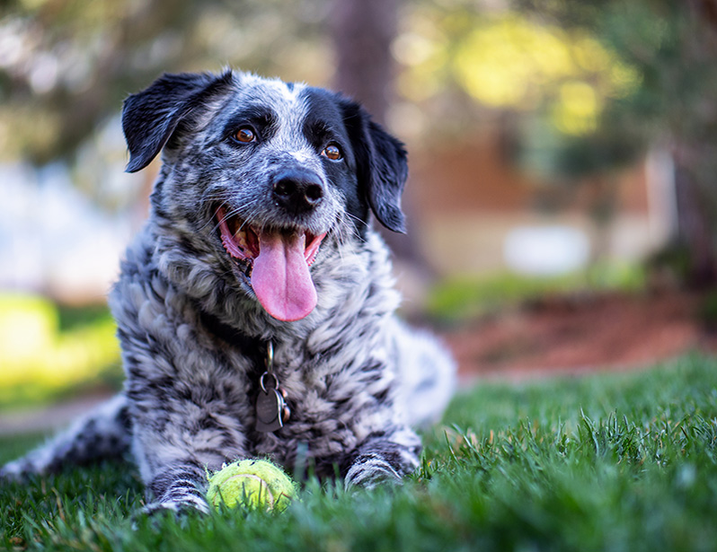 Healthy Dog Food Brands Redpaw Dogs First Redpaw Dog