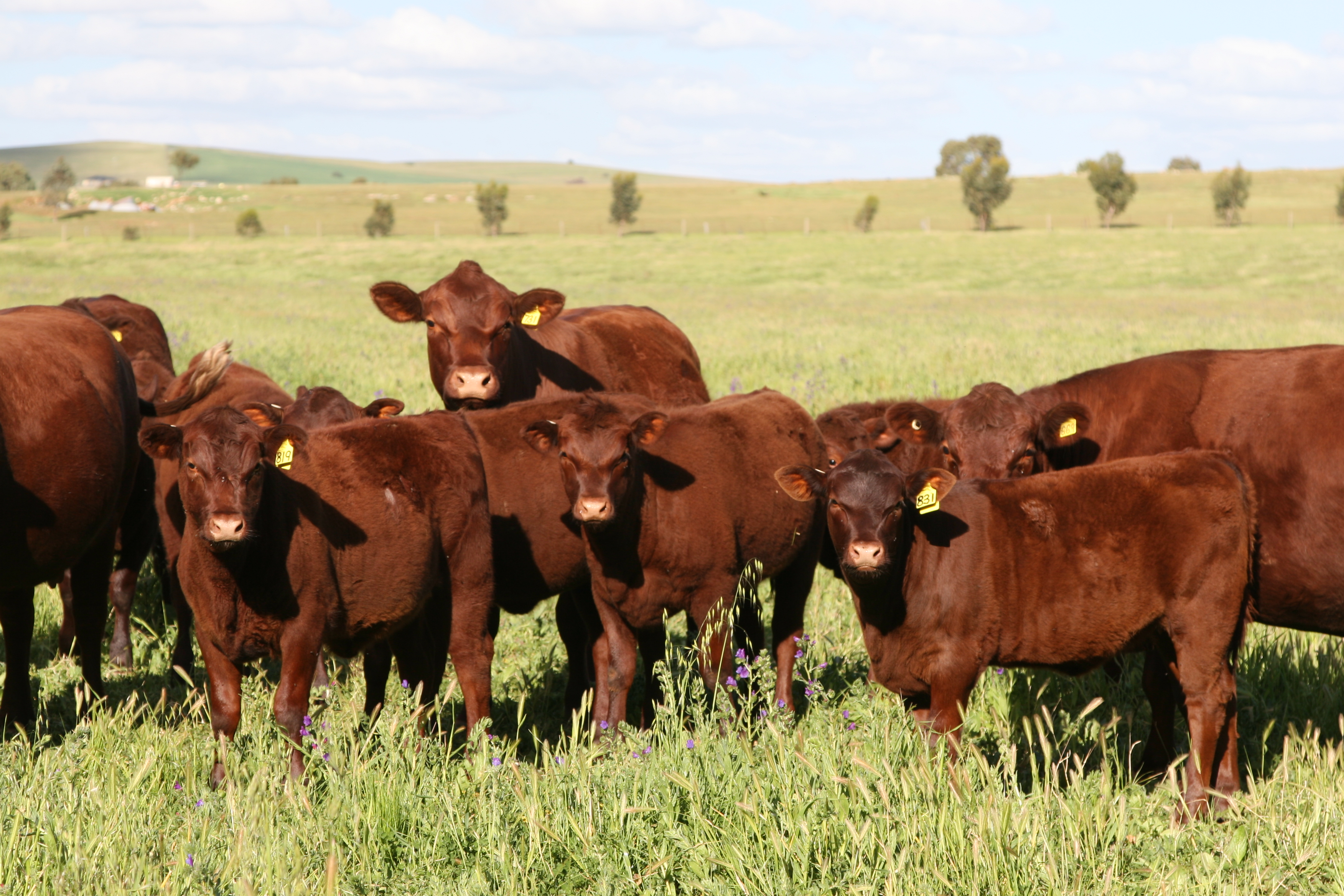 Crossbreeding ARPCBI