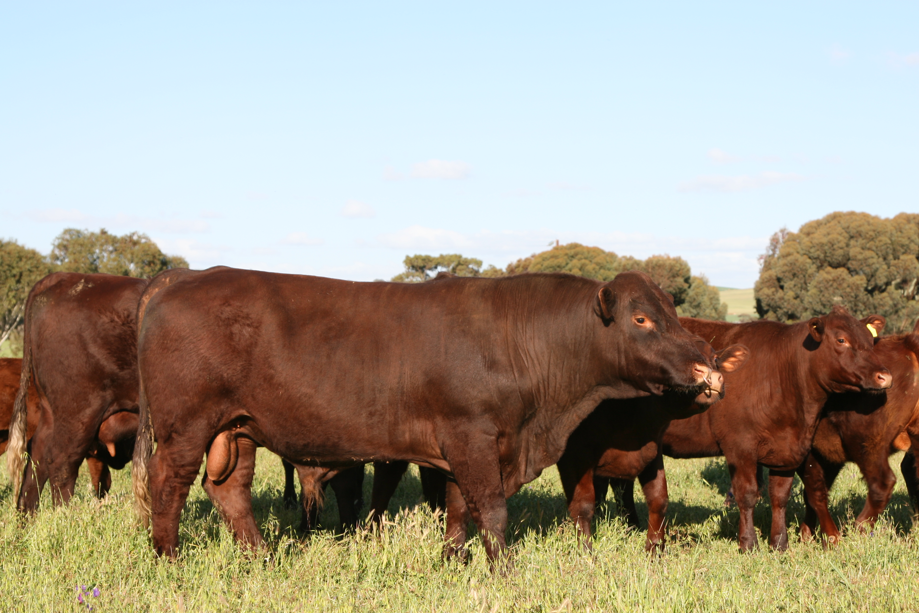 Crossbreeding ARPCBI