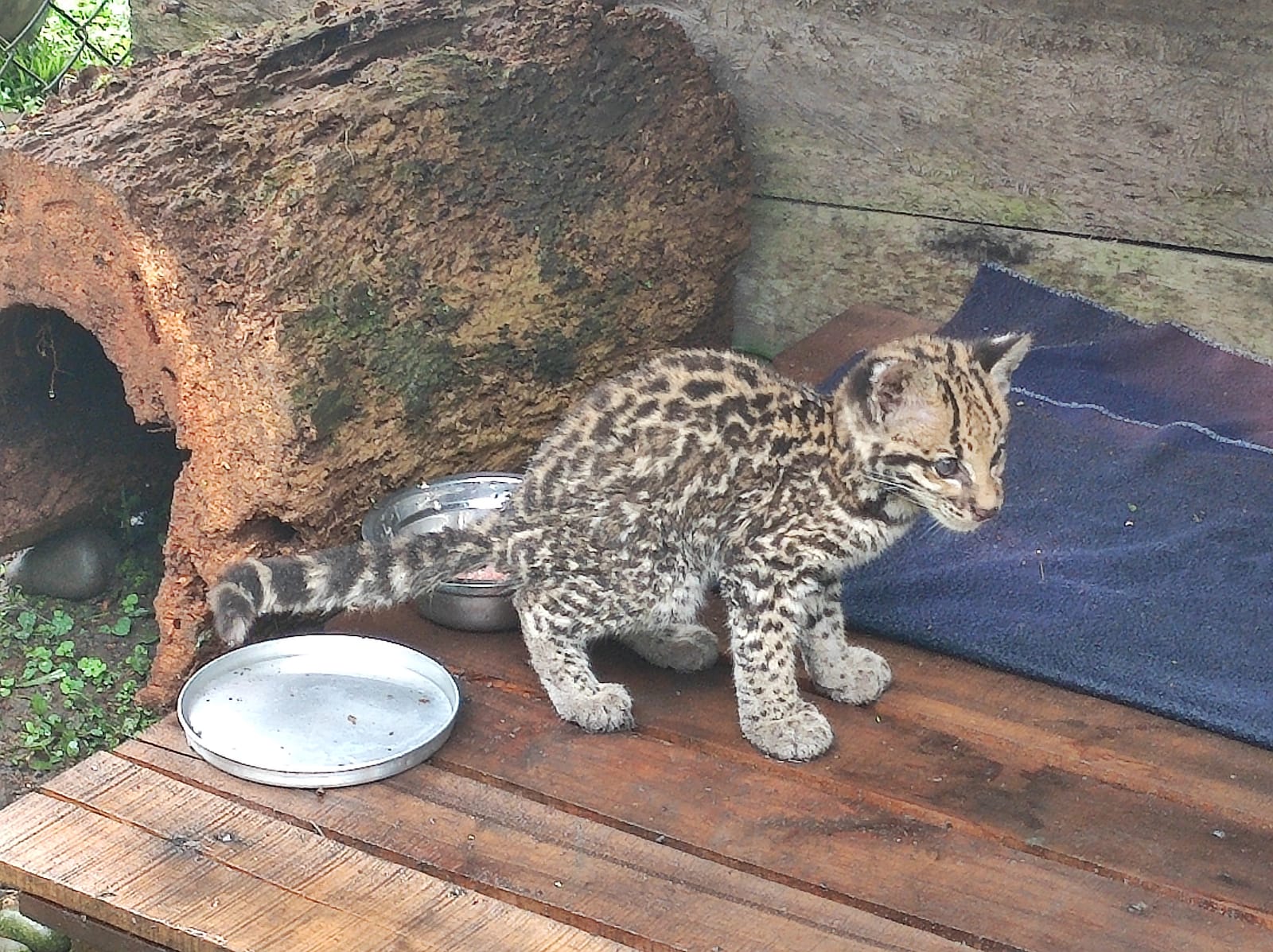 Cuanto Mide Un Ocelote