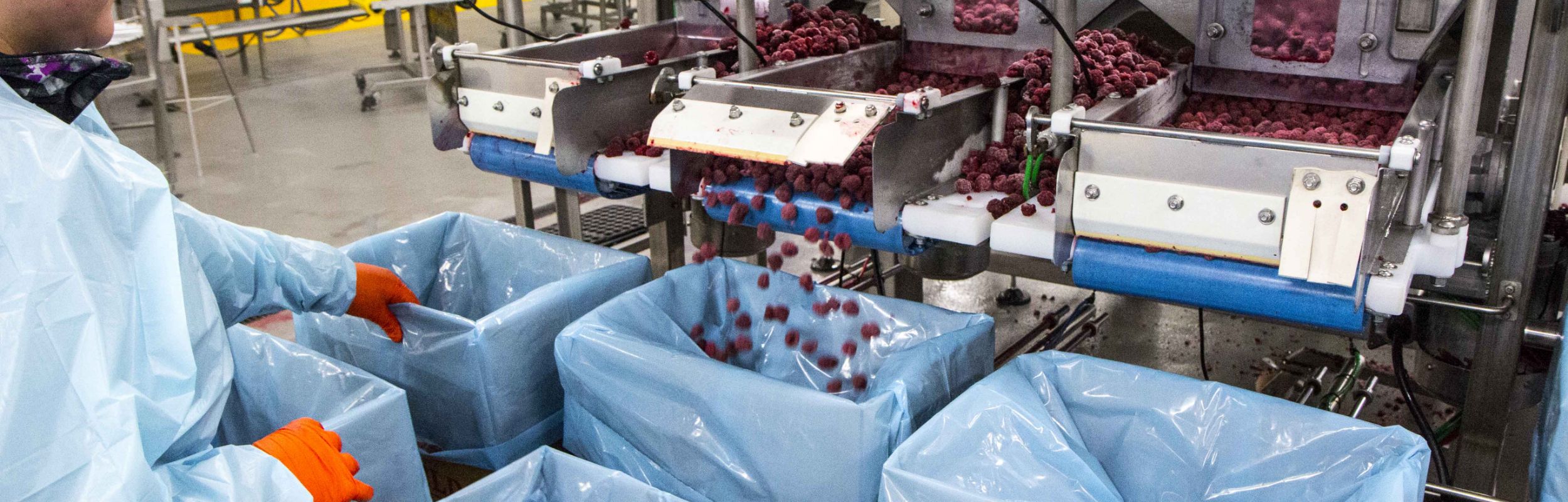 Food Processors Washington Red Raspberries