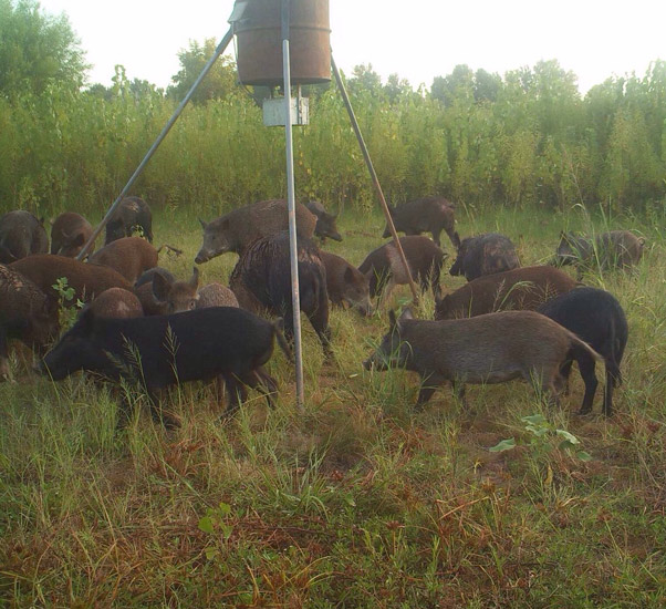 Texas Hunting Lodge, Top Trophy Whitetail Deer Hunts in North Texas