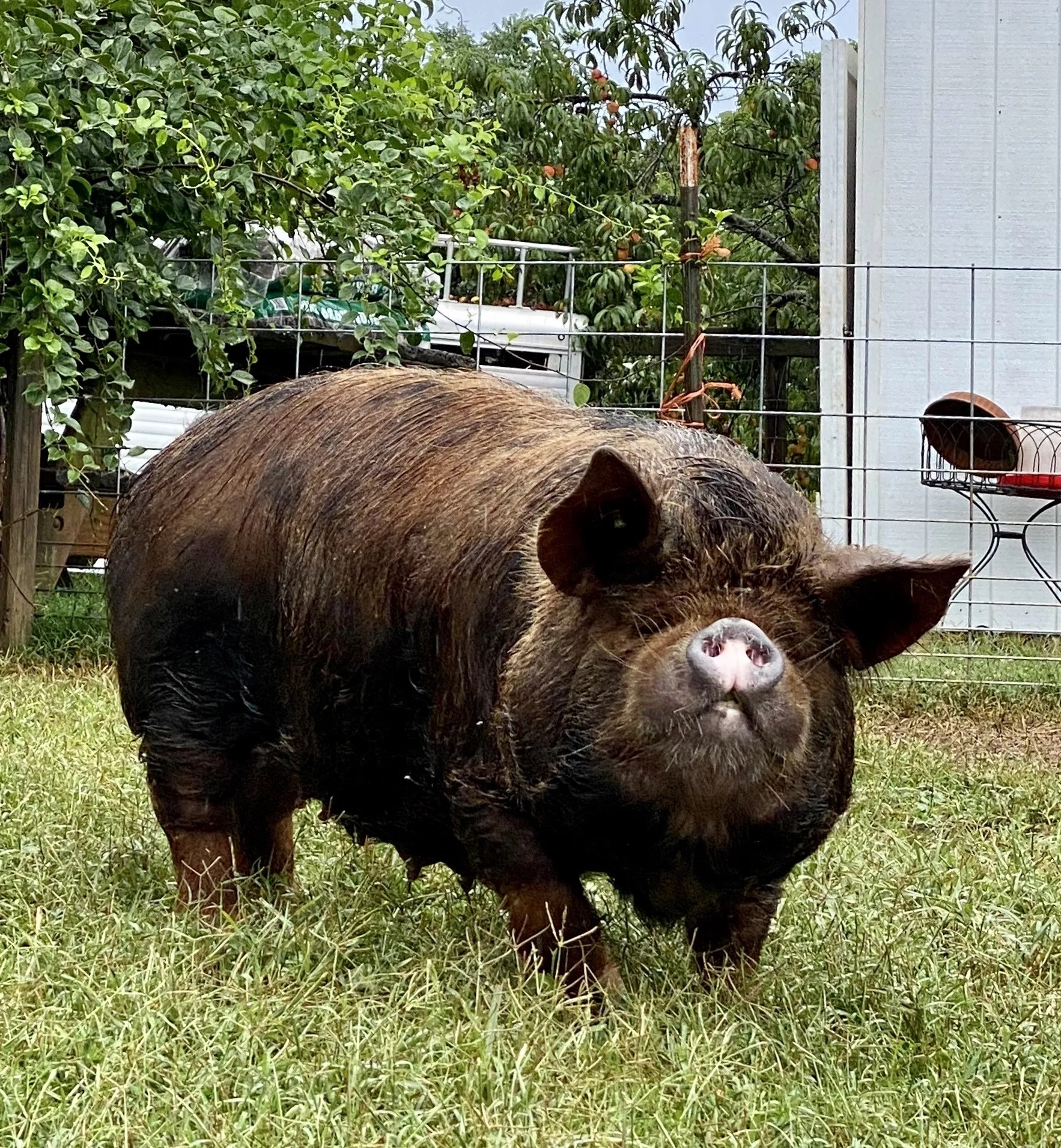 KuneKune Pigs for Sale by an AKKPS KuneKune Breeder