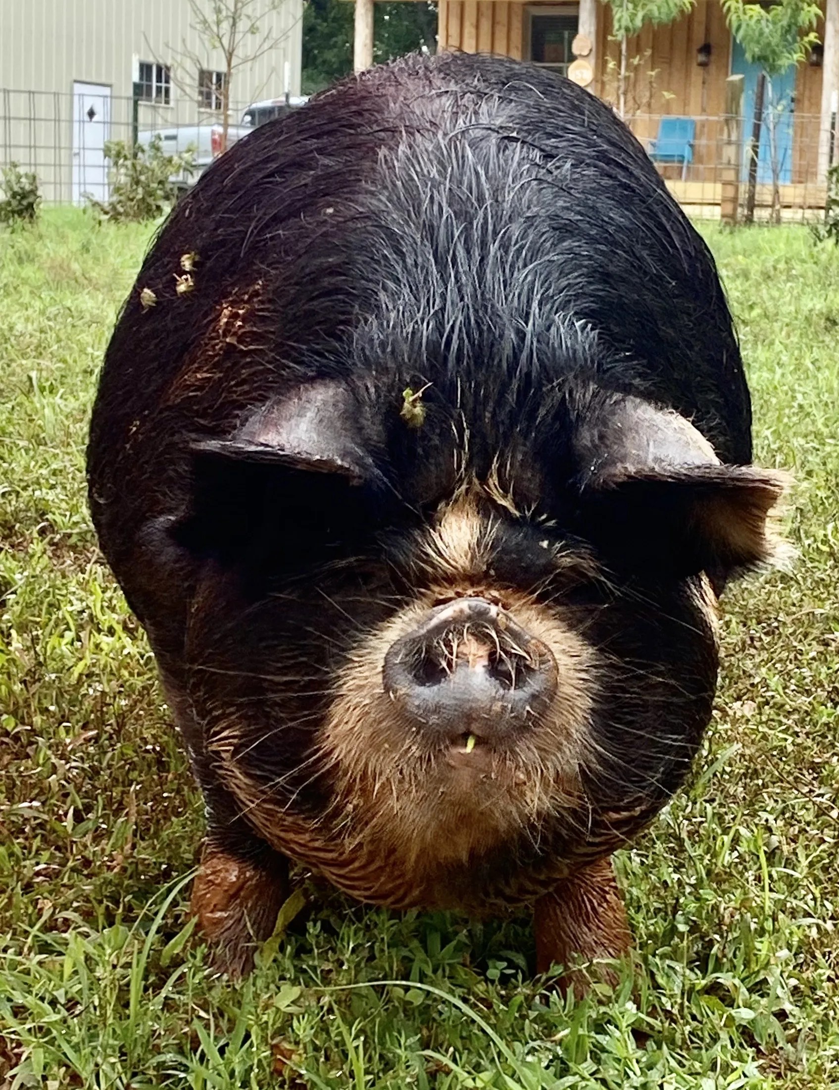 KuneKune Pigs for Sale by an AKKPS KuneKune Breeder
