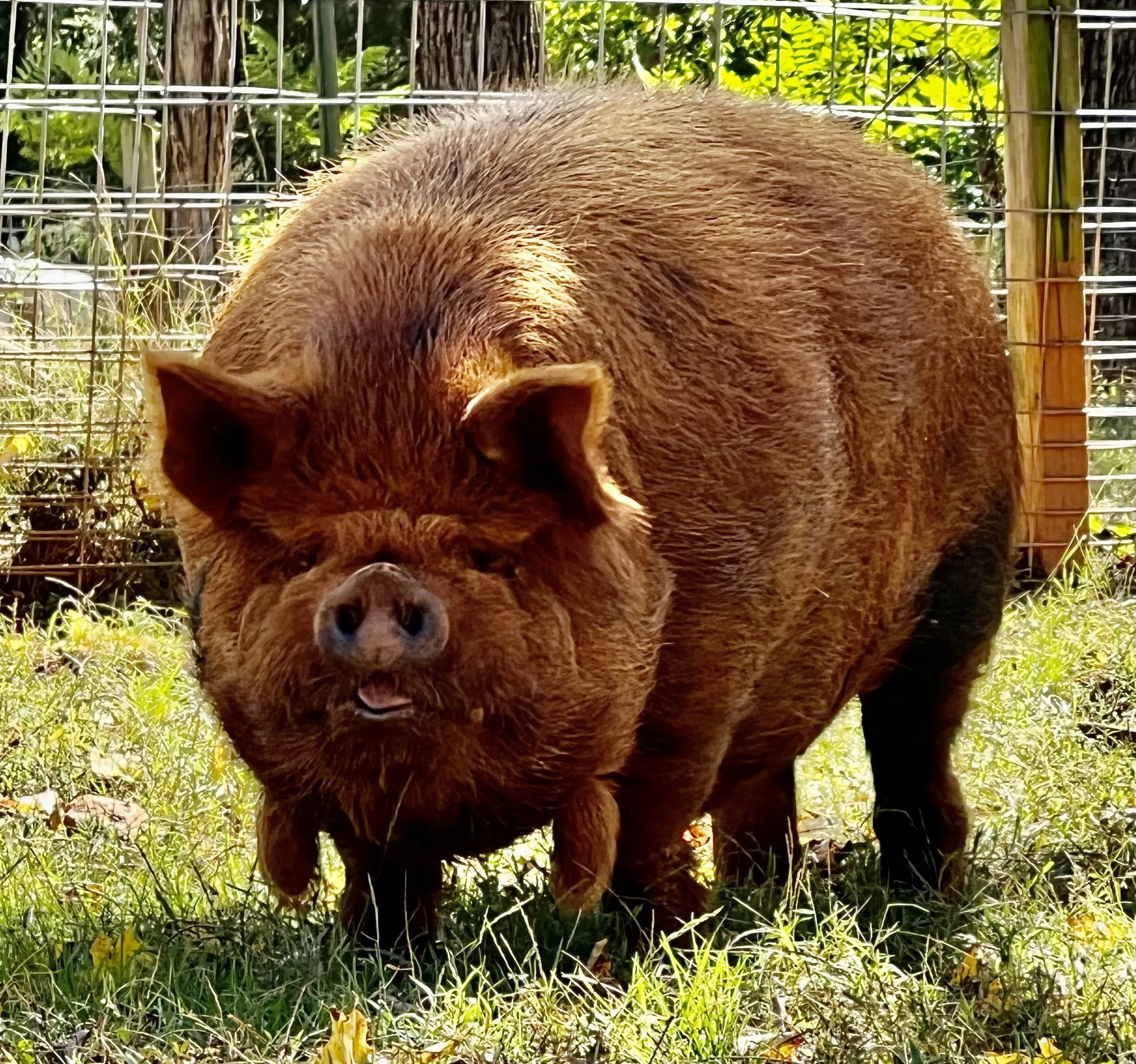 KuneKune Pigs for Sale by an AKKPS KuneKune Breeder