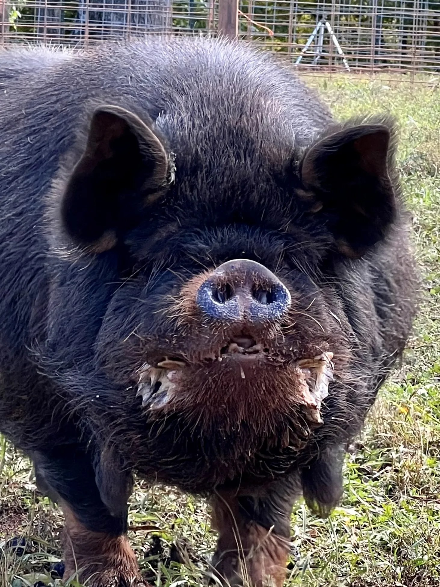 KuneKune Pigs for Sale by an AKKPS KuneKune Breeder