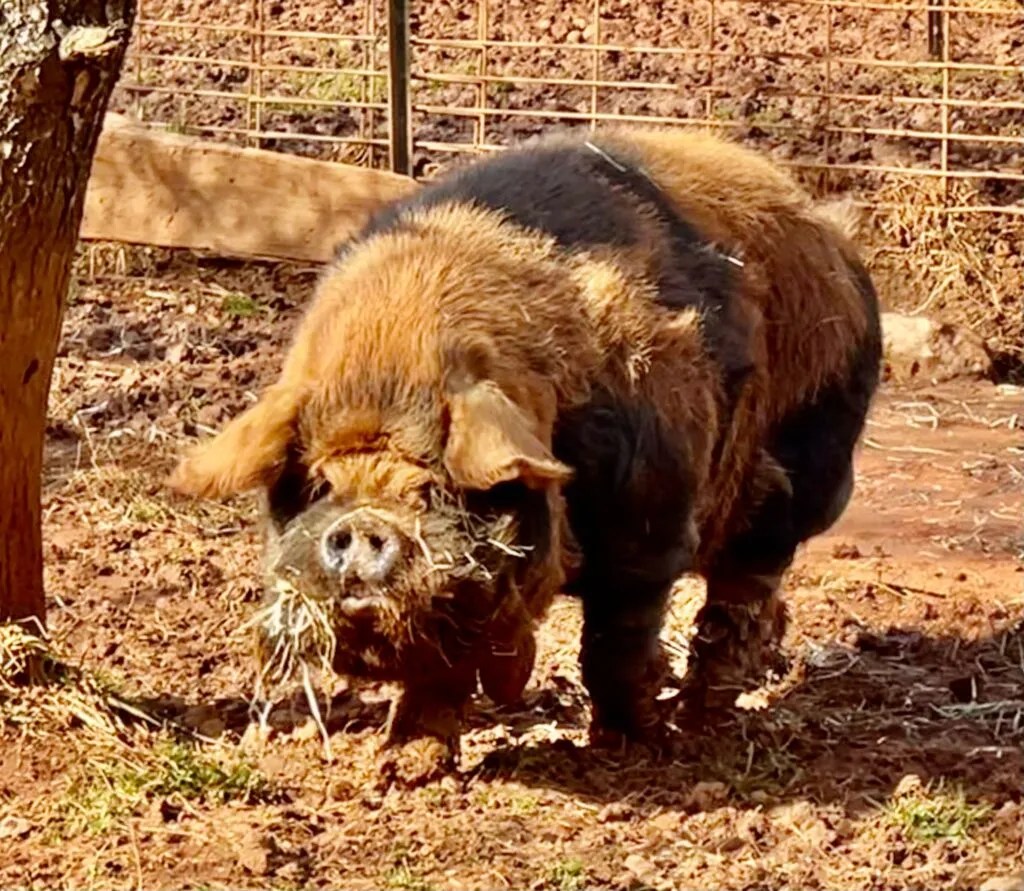 KuneKune Pigs for Sale by an AKKPS KuneKune Breeder