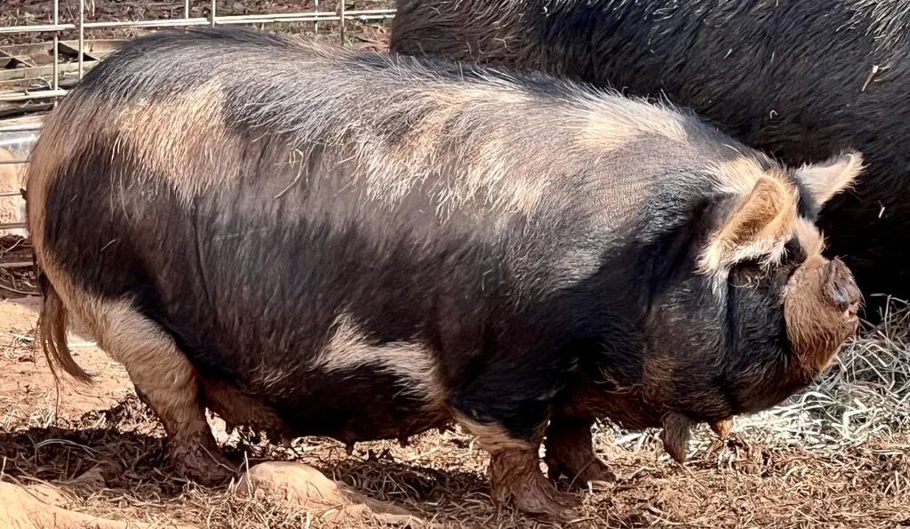 KuneKune Pigs for Sale by an AKKPS KuneKune Breeder
