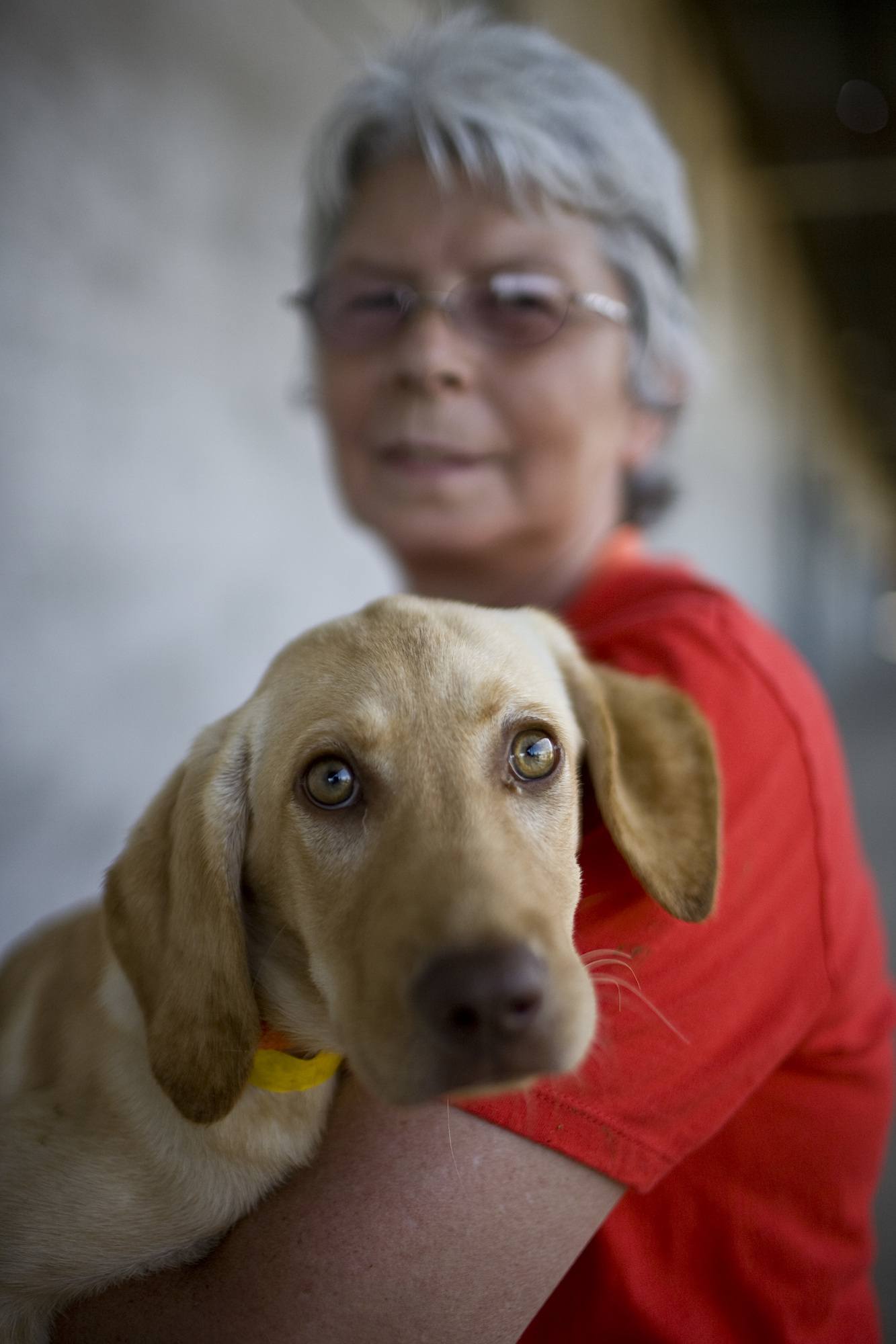 RedRover named a Top Rated Pet Charity for 2017 RedRover