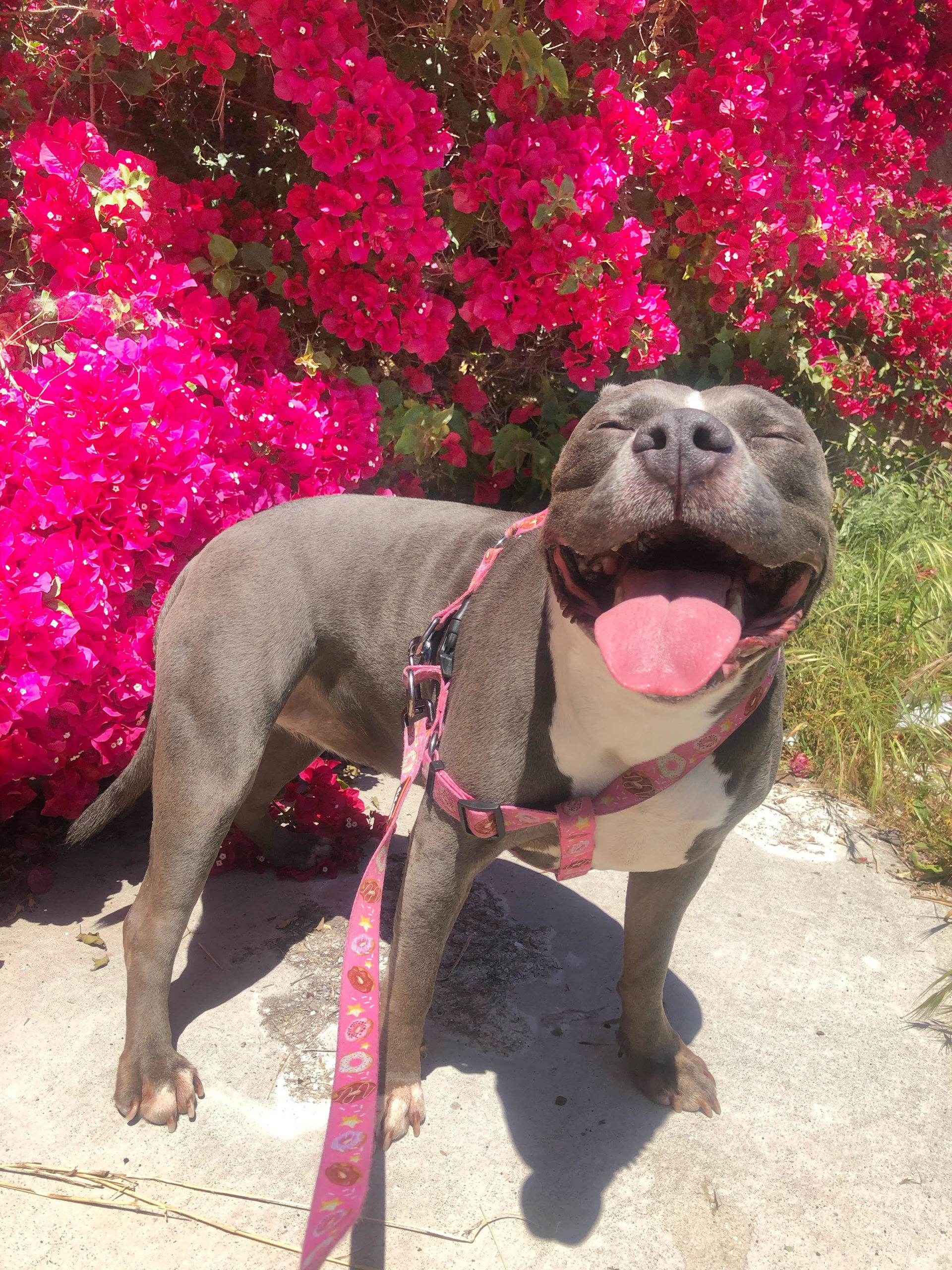 36 HQ Images Happy Tails Puppies Location / Tessa The Cockapoo Puppy By Happy Tails Pet