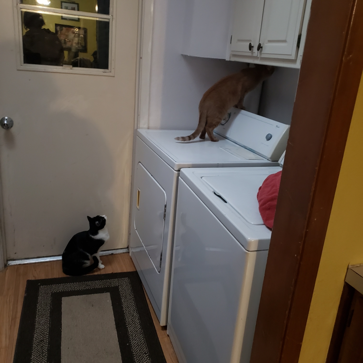 RodentRelated Allergies Symptoms and Treatment Red Rover Rodent