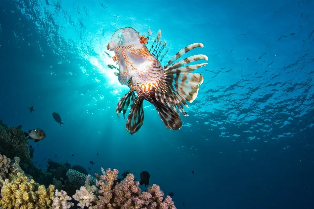 White Knights Red Sea Diving College