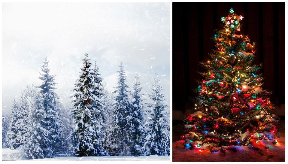 How to choose and replant your Christmas tree