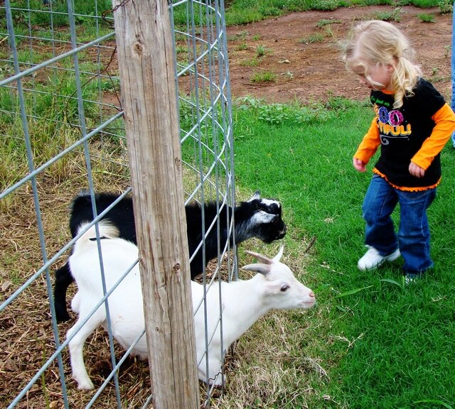 Oklahoma Corn Maize Reding Farm Chickasha Oklahoma,Haunted Maize