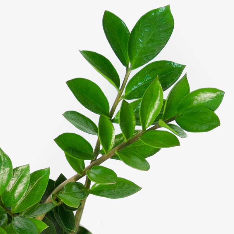 ZZ Plant (ZAMIOCULCAS ZAMIIFOLIA) Red Square Flowers