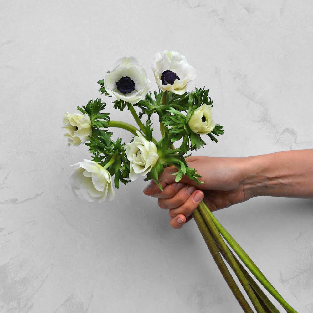 Anemone Wedding Collection Red Square Flowers