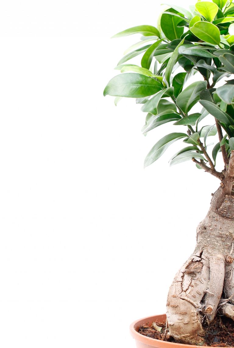 Ficus Microcarpa Ginseng Bonsai Red Square Flowers