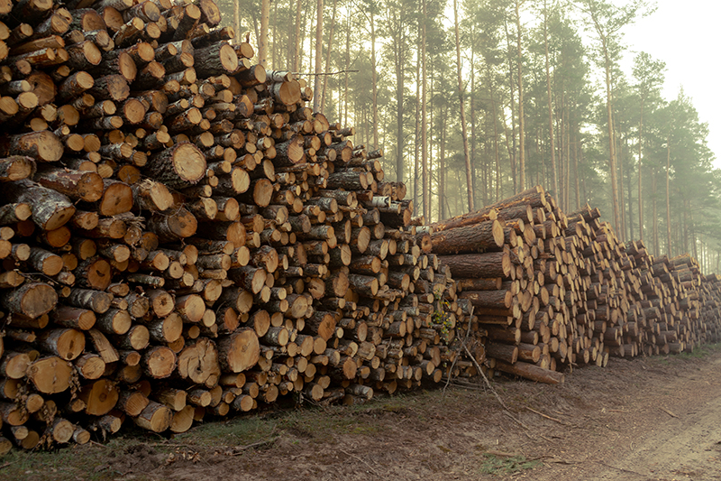 Timber Information Red Stag Real Estate