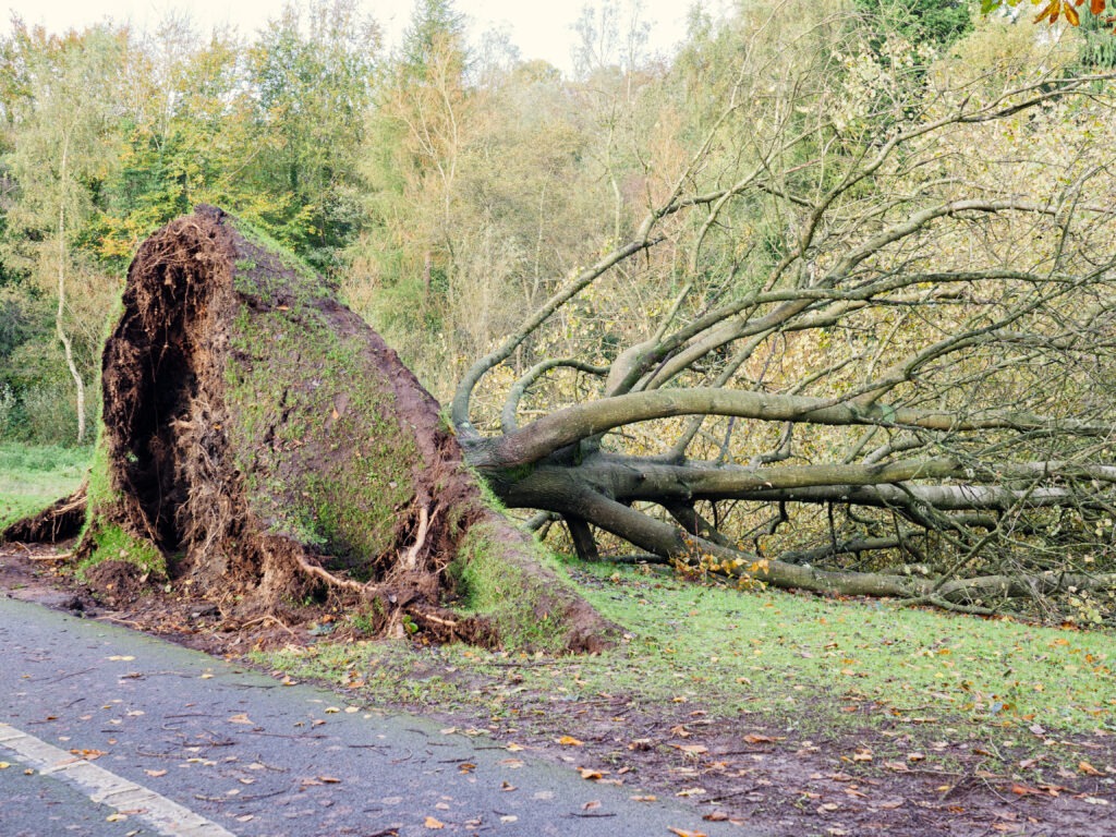 Tree Roots Damaging Your Home Memphis Tree Roots Tree Service