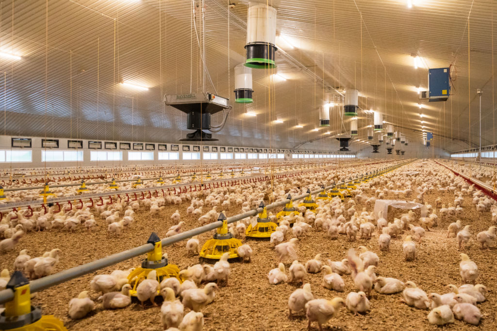 Red Tractor Comment On "the Truth About Your Chicken" Programme Red