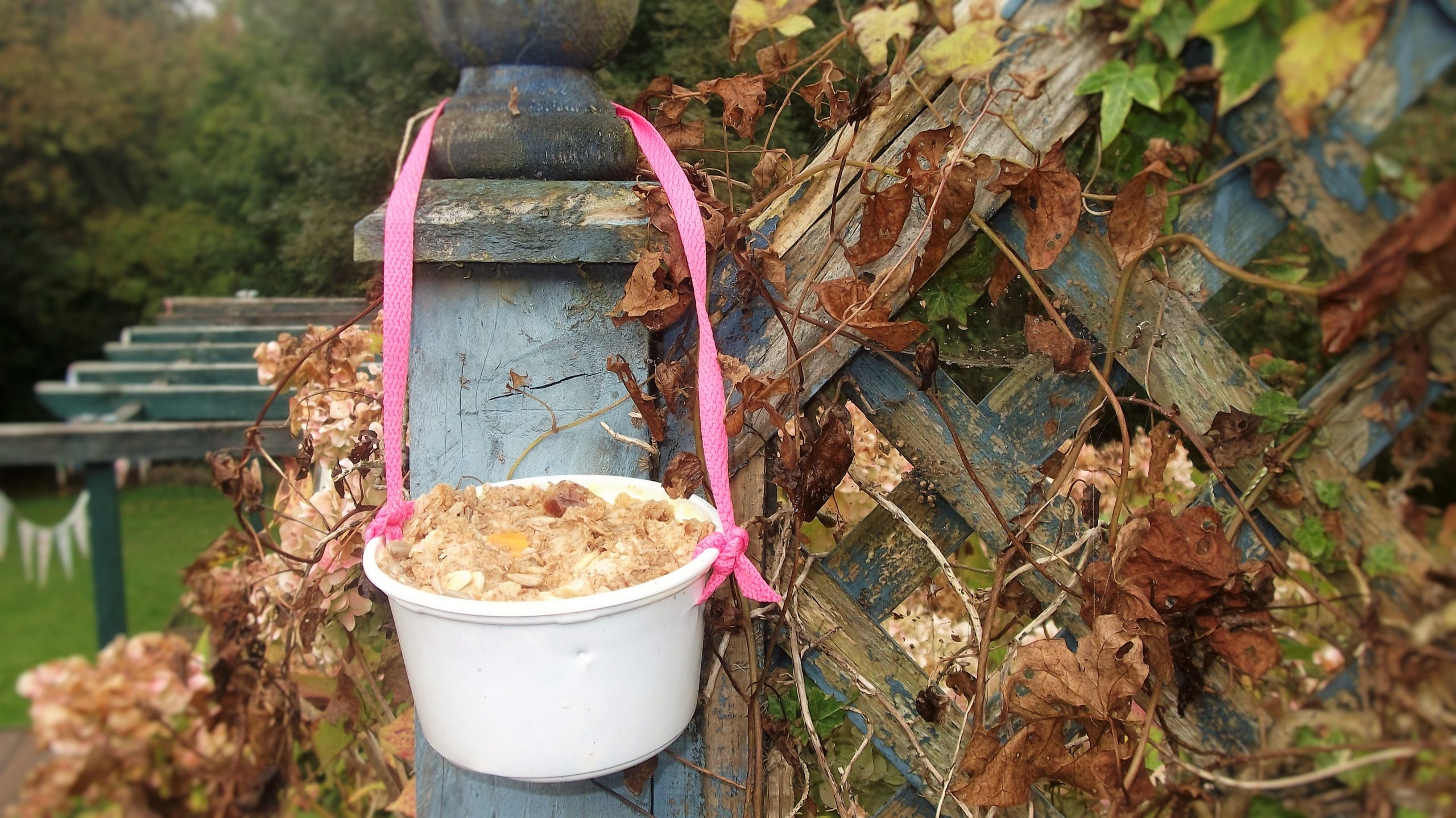 Homemade Bird Food Easy To Make!