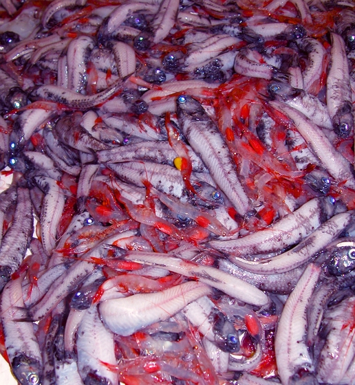 One Trillion Fish Essays on Reducing Suffering