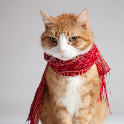 Reductress » How To Look As Chic As These Cats Wearing Scarves