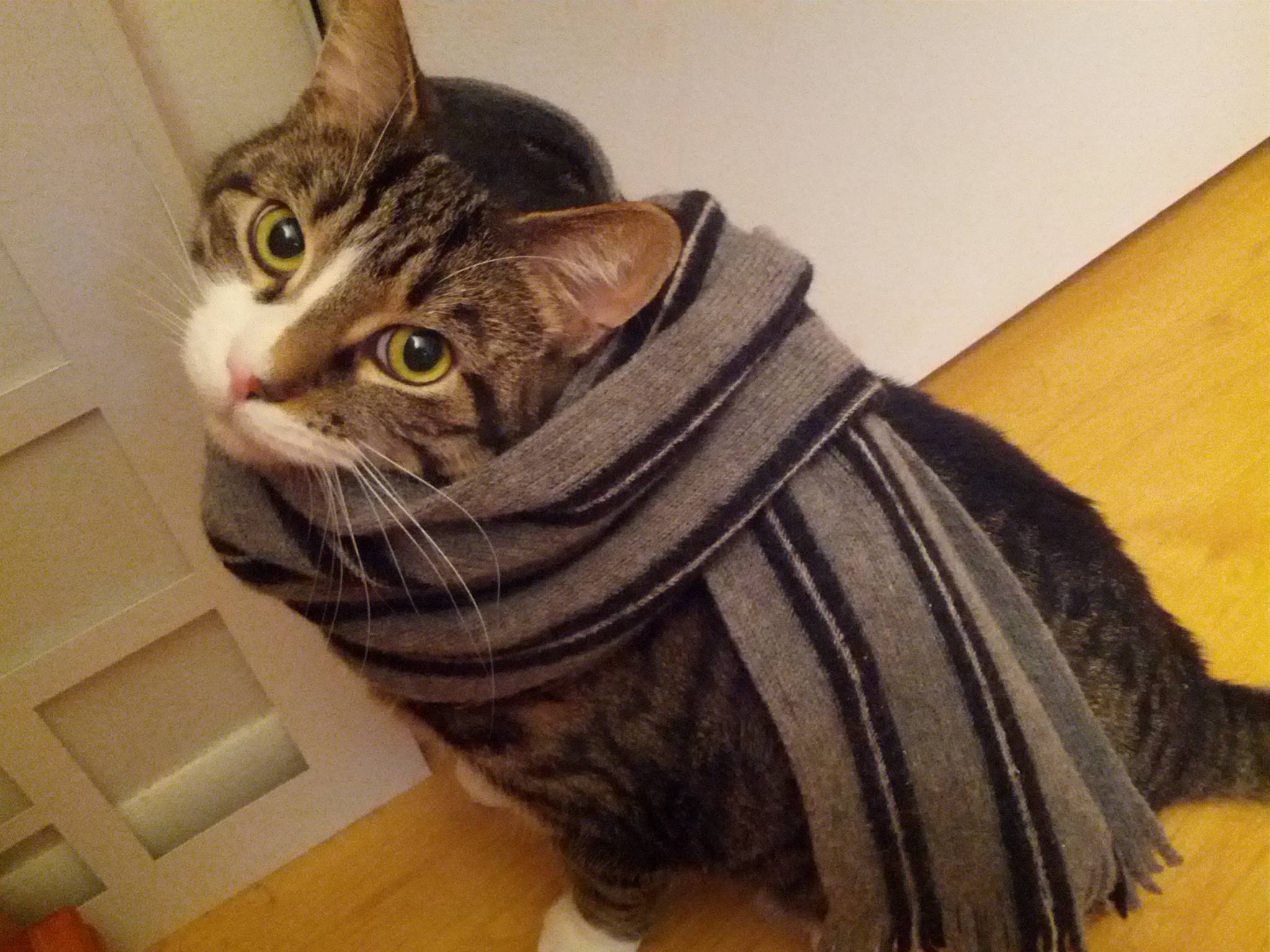 Reductress » How To Look As Chic As These Cats Wearing Scarves