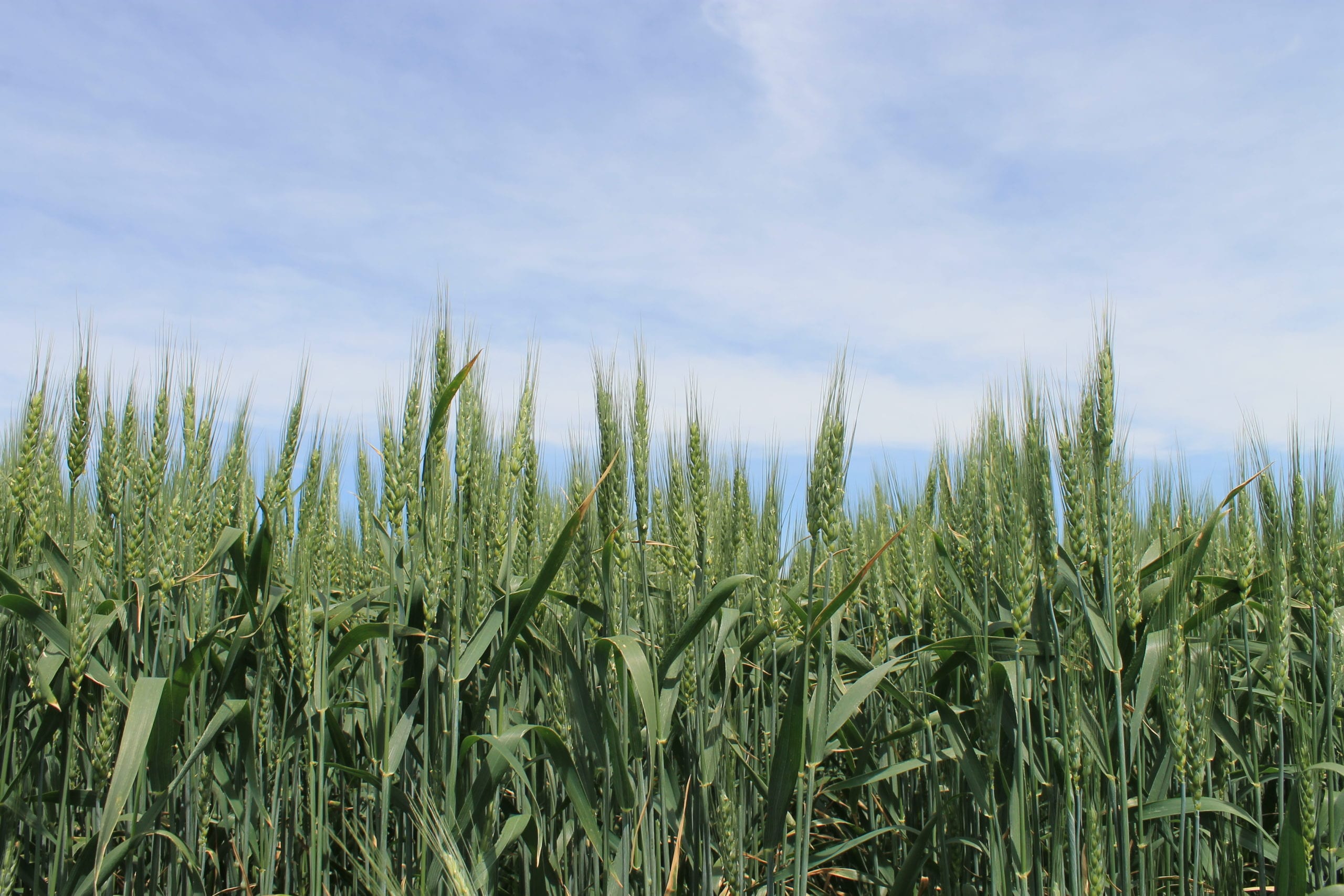 Adrianus Hard Red Winter Wheat Ontario C&M Seeds