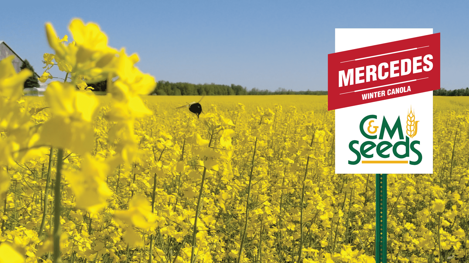 Winter Canola Production C&M Seeds
