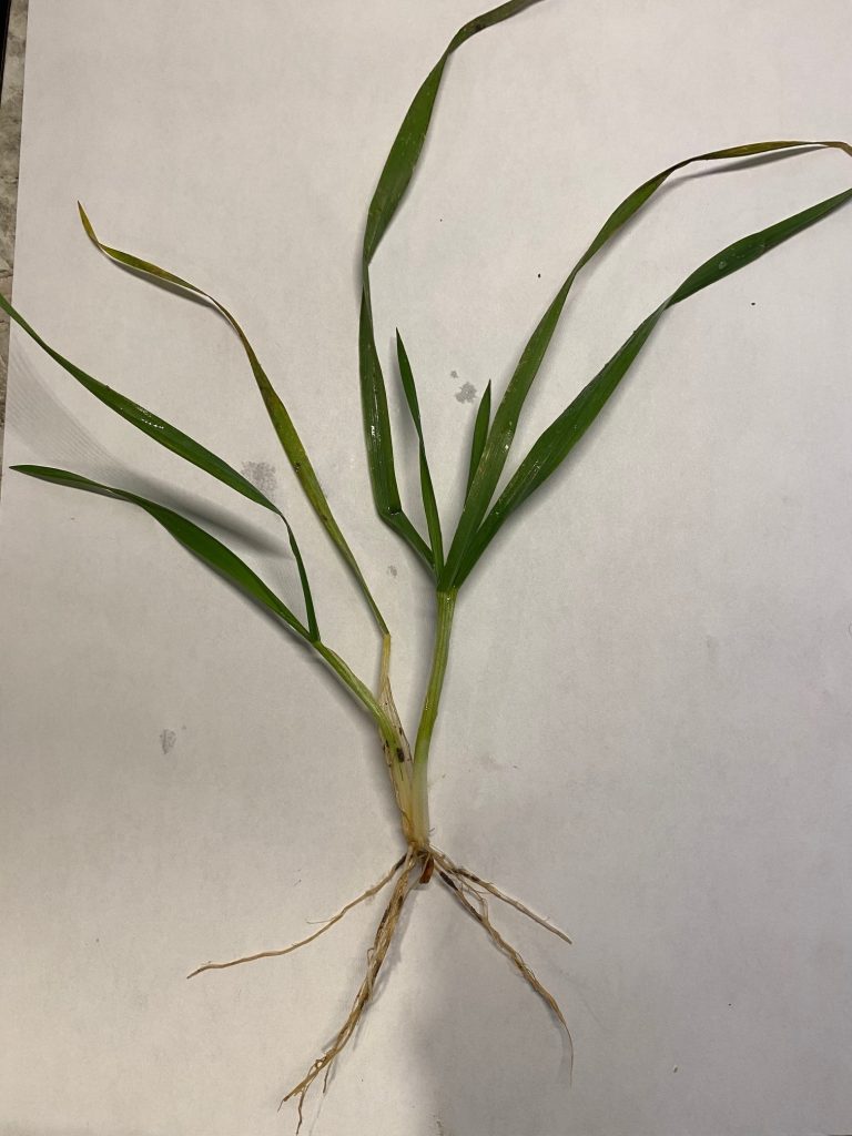 Counting Tillers C&M Seeds