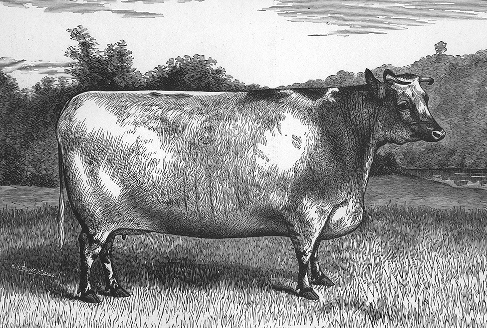 Shorthorn Breed History Red White and Roan
