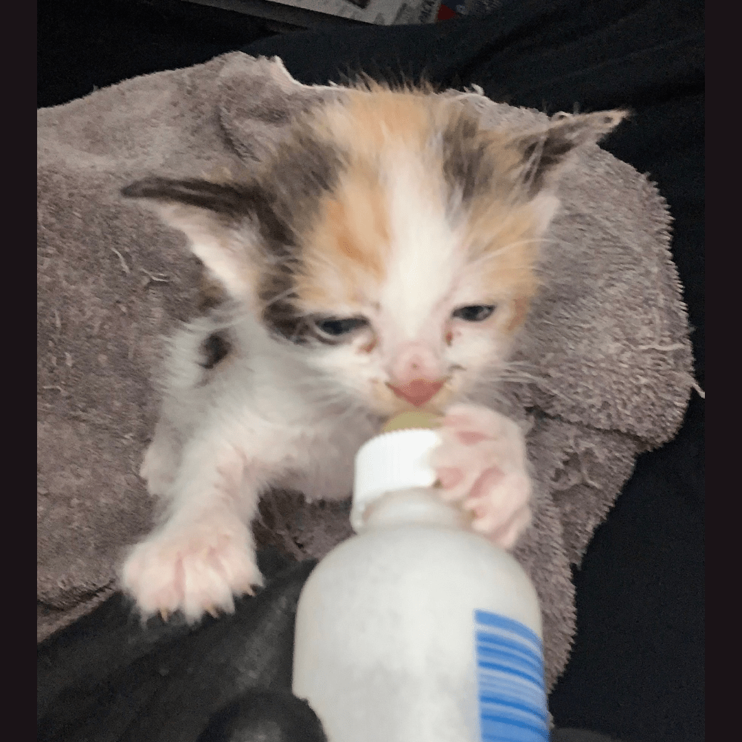 How You Can Prepare to Foster Kittens in Your Home